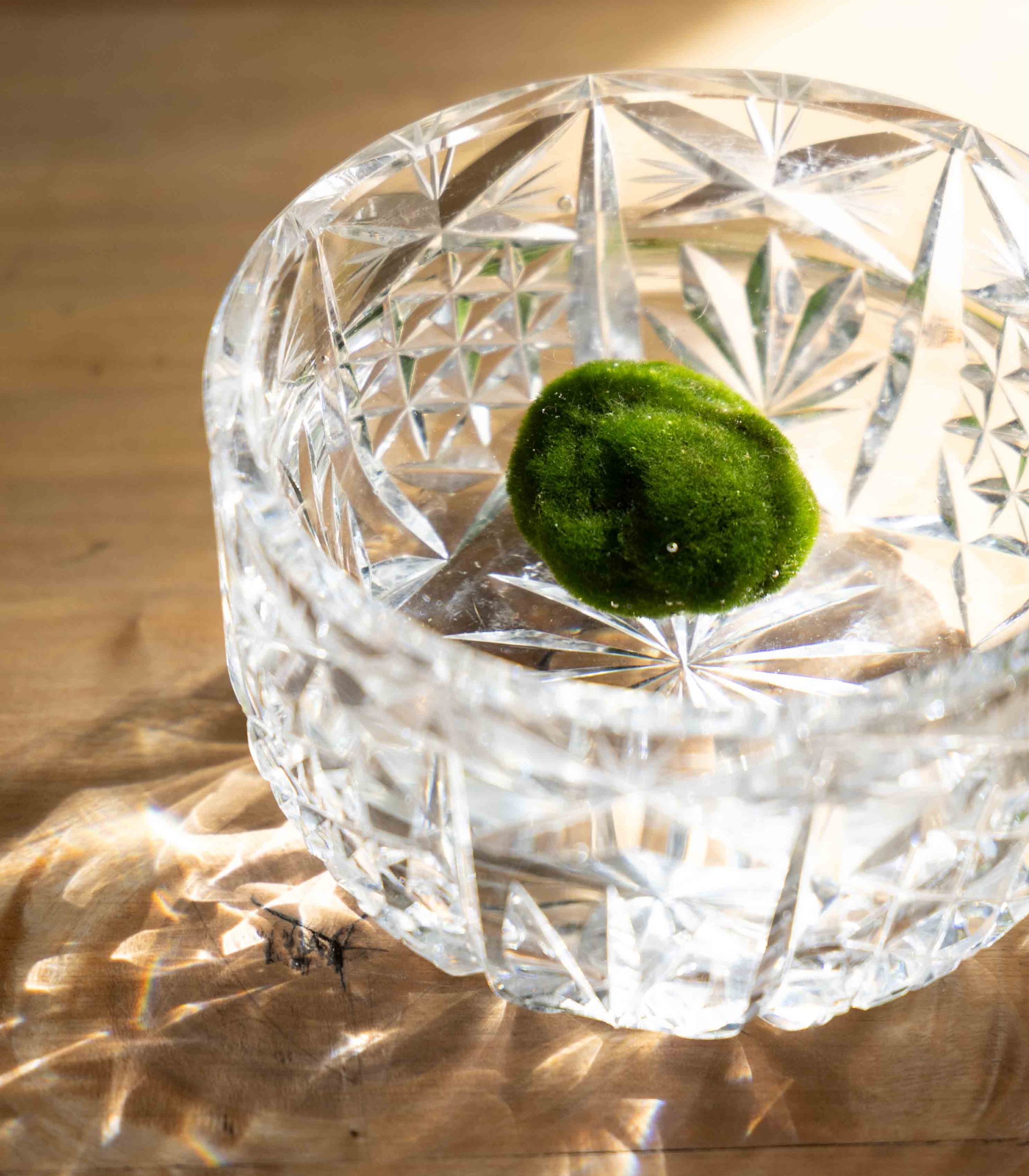 Marimo - obrazek 3