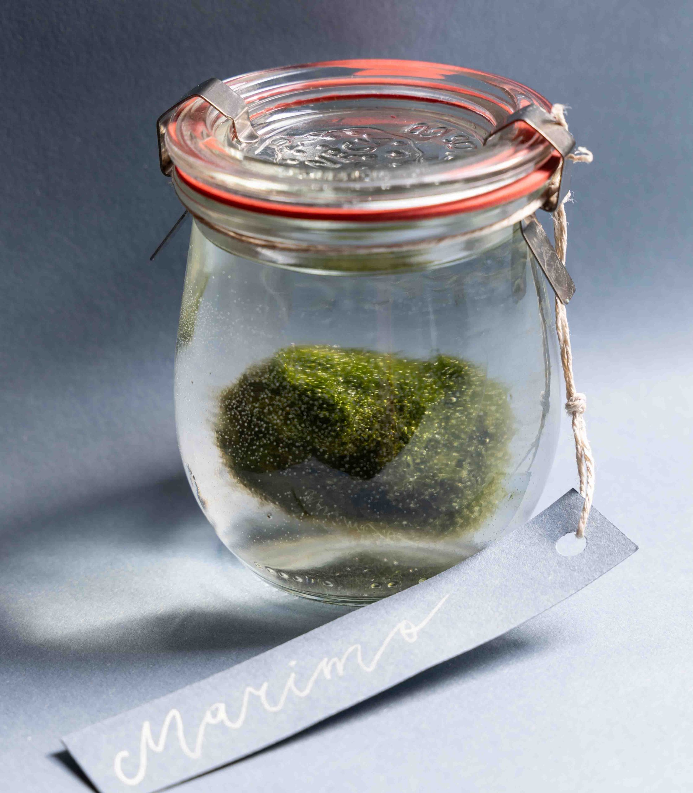 Marimo - obrazek 4