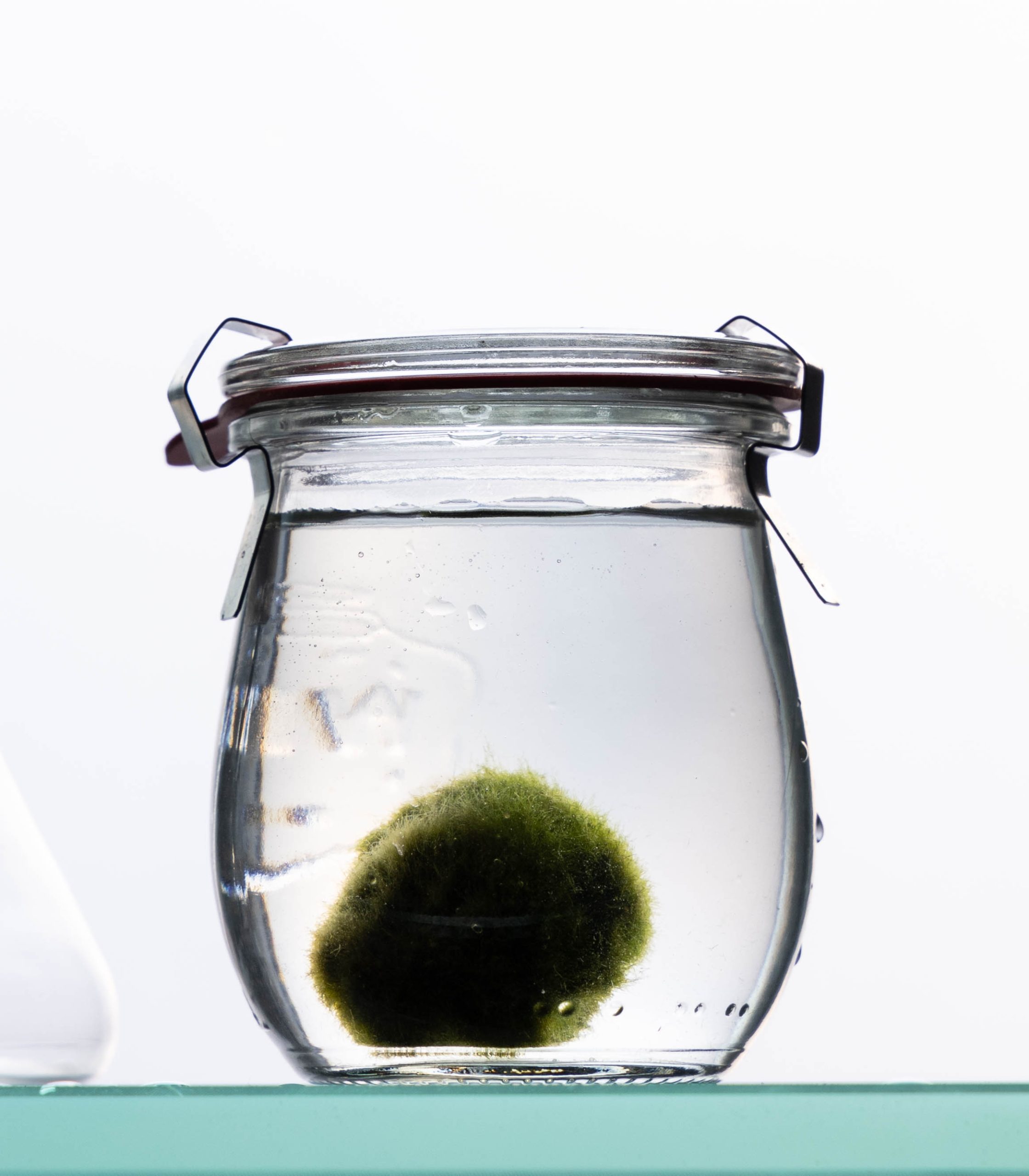 Marimo